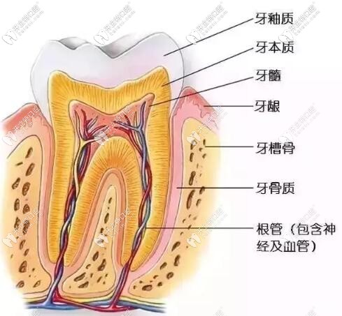 牙齒結(jié)構(gòu)圖